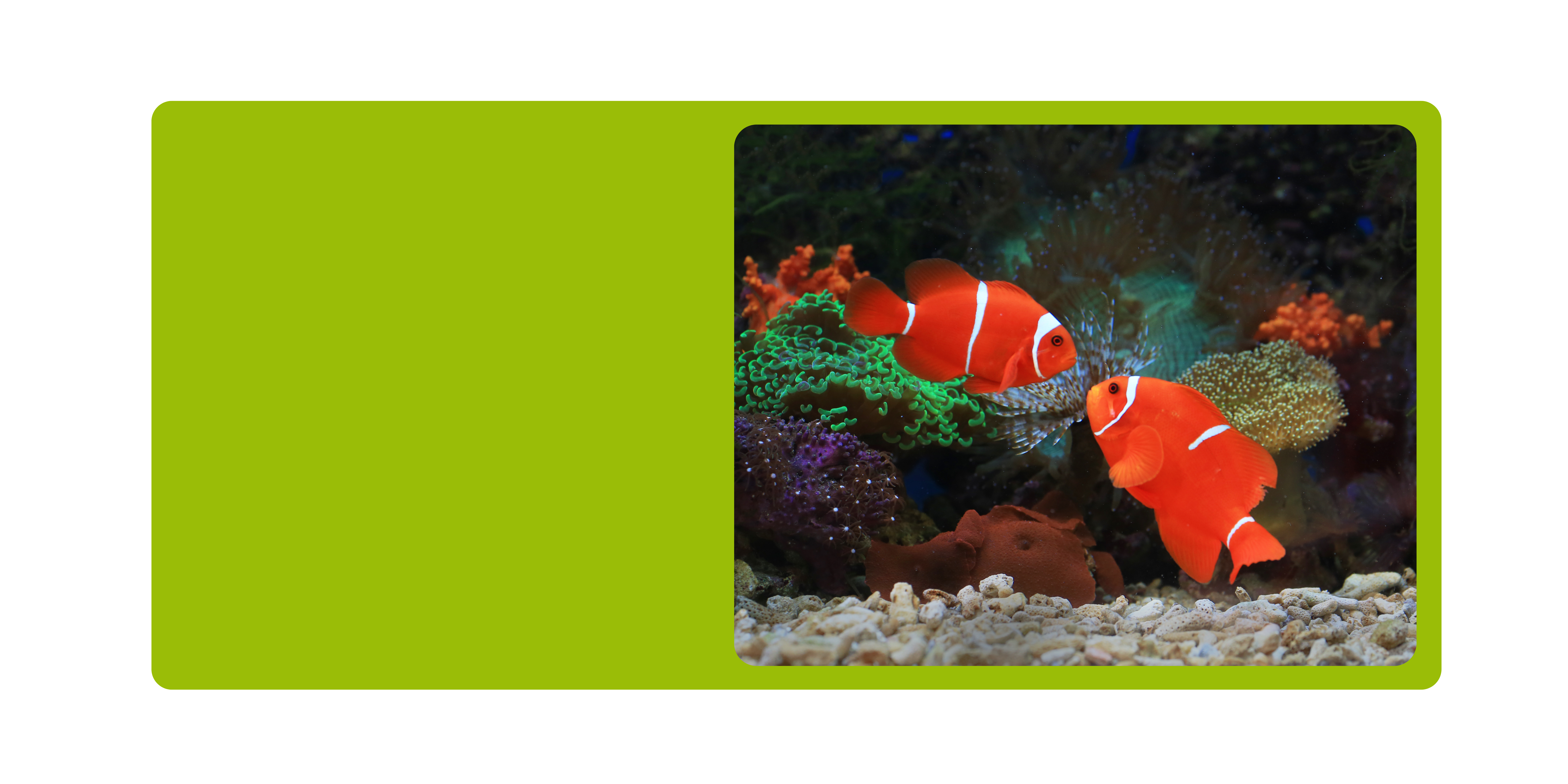 picture of a fish tank